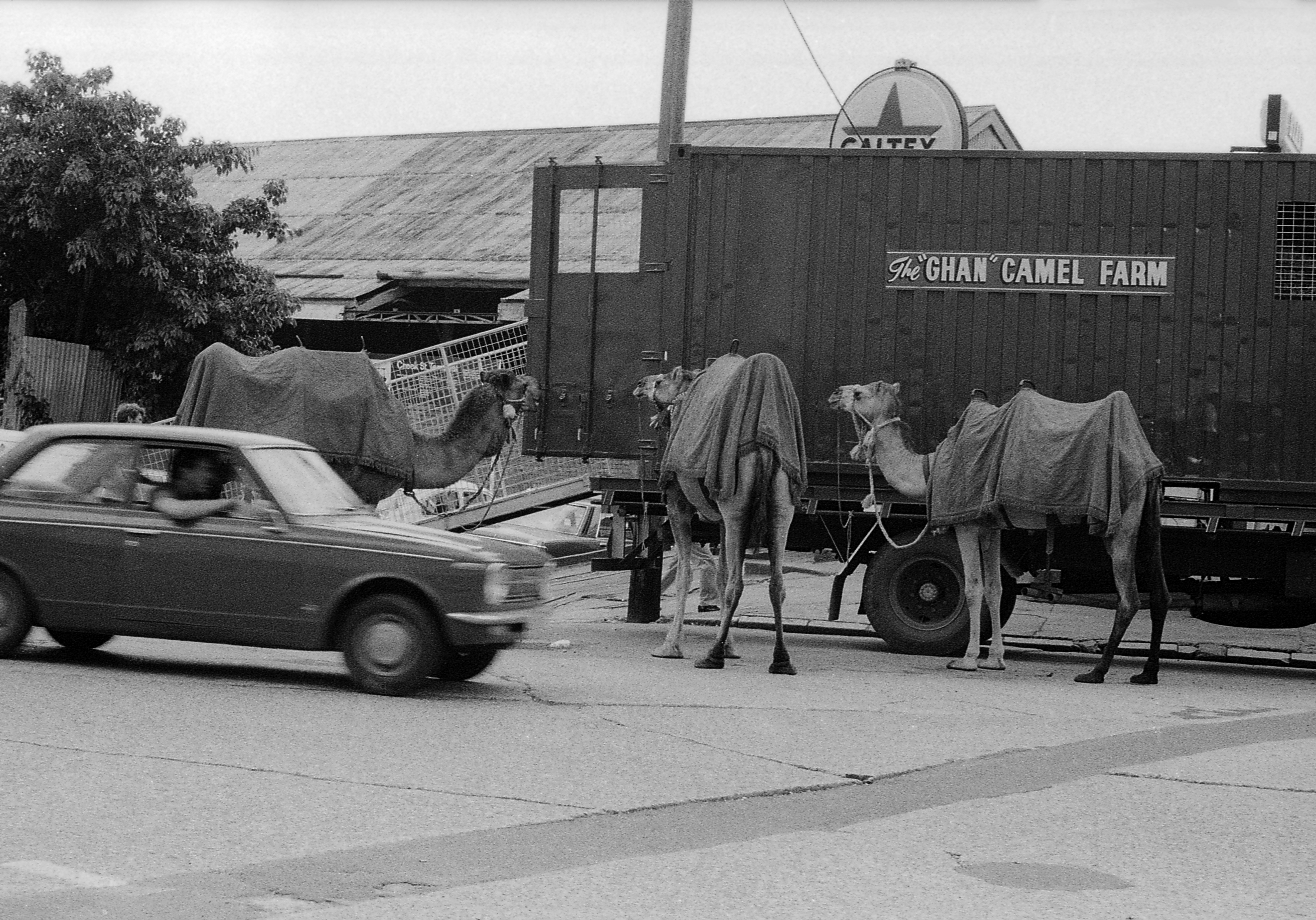 Nativity parade preparations by the"Ghan Camel farm in Brisbane, circa 1984